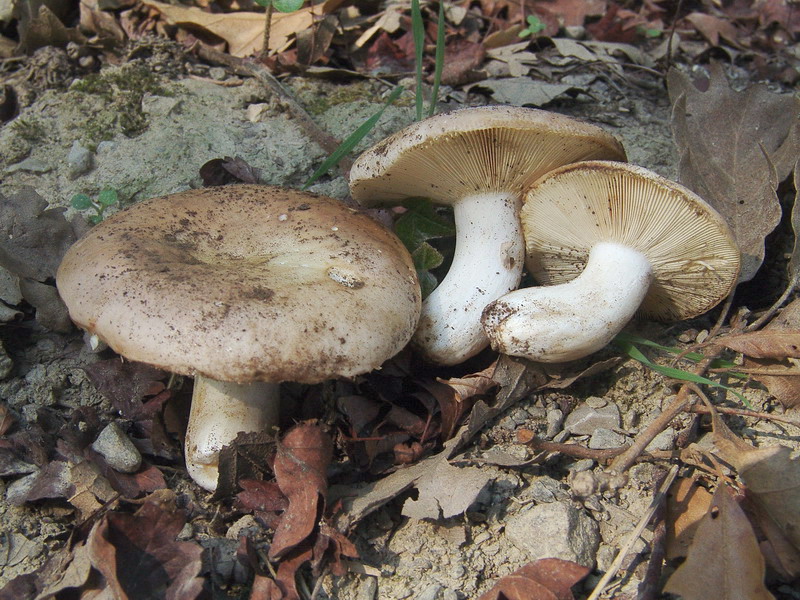 Russula da determinare